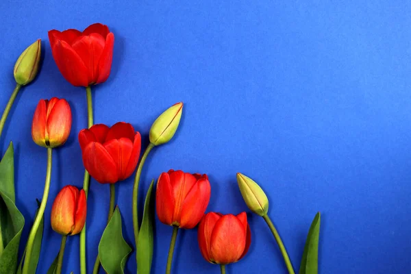 Textura Tulipanes Rojos Sobre Fondo Azul Con Lugar Para Una — Foto de Stock