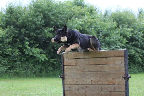 Eğitim sırasında Alman çoban köpeği