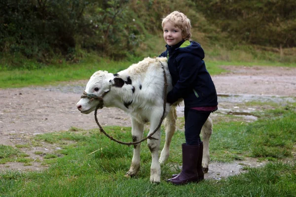 Little Girl Blond Hair Stands Side Side Cow Calf Nature — Stock Photo, Image