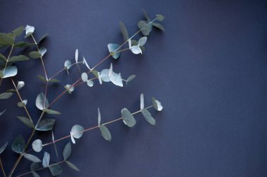 arka plan kağıt üzerinde gri okaliptüs. Kopya alanı.