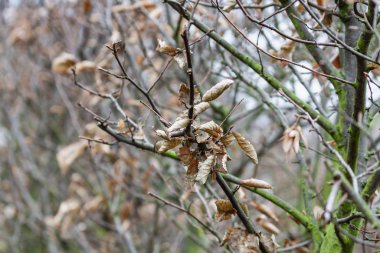 Ağaçlardaki sarı yapraklar Sonbahar hikayesi
