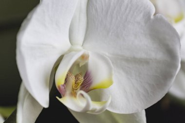 Çiçekli beyaz orkide büyük yapraklar