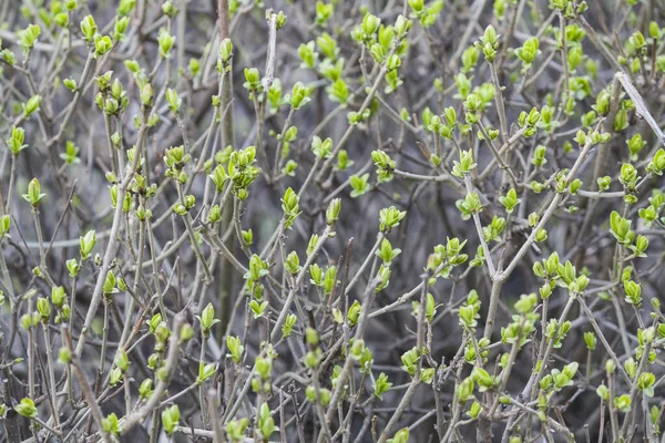 Brotes Verdes Plantas Ramas Árboles Primavera — Foto de Stock