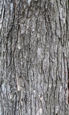 Koyu gri ağaç kabuğu