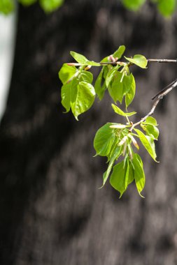 Ağaç dallarında küçük yeşil yapraklar