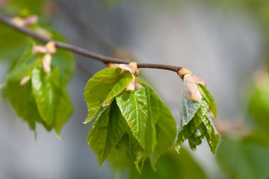 Ağaç dallarında küçük yeşil yapraklar
