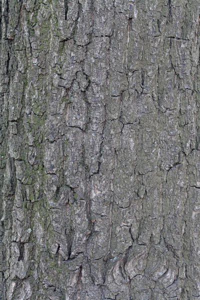 Кора Тёмно Серого Дерева — стоковое фото