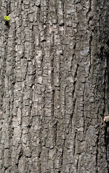 Dark gray textured tree bark