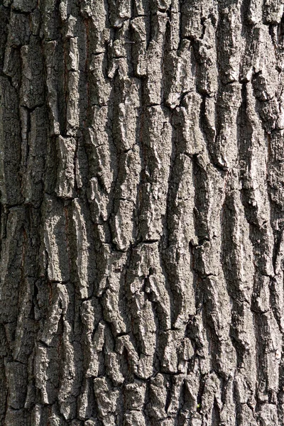 Кора Тёмно Серого Дерева — стоковое фото