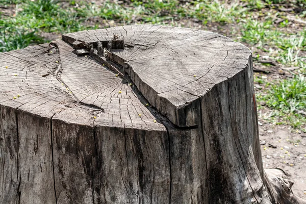 Срубить Дерево Большой Пень Лесу — стоковое фото