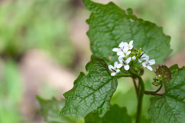 Yeşil Çimenlerin Üzerinde Küçük Kır Çiçekleri — Stok fotoğraf