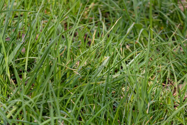 Mucha Hierba Verde Campo Hierba Fresca —  Fotos de Stock