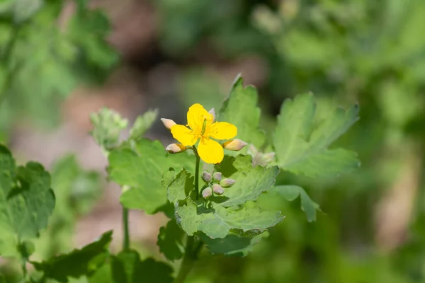 Flores Amarillas Primavera Suelo Mucha Hierba Verde — Foto de Stock