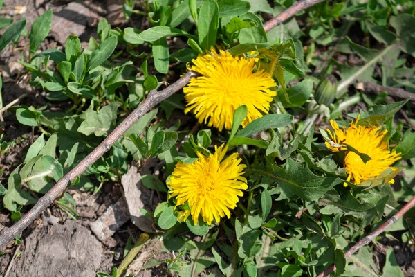 Fleurs Jaunes Printemps Sur Sol Beaucoup Herbe Verte — Photo