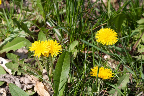 Yerde Sarı Bahar Çiçekleri Bir Sürü Yeşil Çimen — Stok fotoğraf