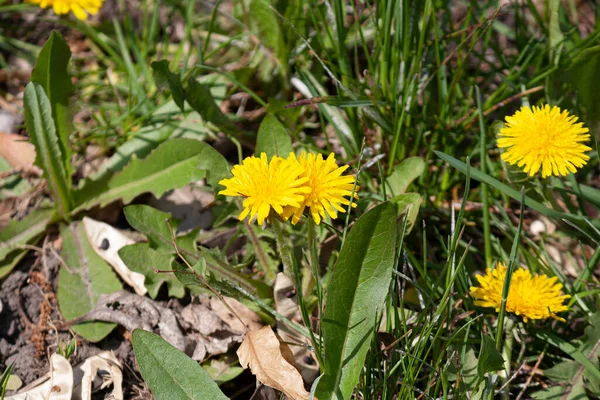 Yerde Sarı Bahar Çiçekleri Bir Sürü Yeşil Çimen — Stok fotoğraf