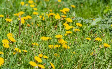 Çiçekli sarı karahindibalar. Sarı çiçekler ve yeşil yapraklar