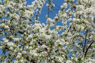 Baharda çiçek açan ağaçlar, dallarda küçük beyaz çiçekler...