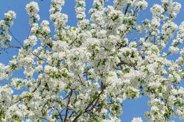 Baharda çiçek açan ağaçlar, dallarda küçük beyaz çiçekler...