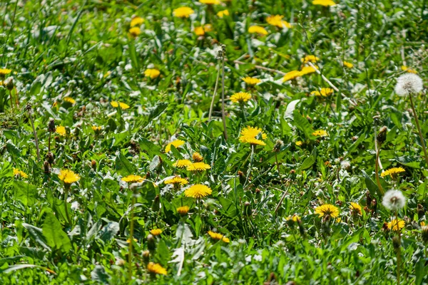 Çiçekli Sarı Karahindibalar Sarı Çiçekler Yeşil Yapraklar — Stok fotoğraf