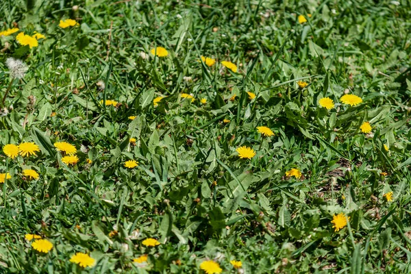 Çiçekli Sarı Karahindibalar Sarı Çiçekler Yeşil Yapraklar — Stok fotoğraf