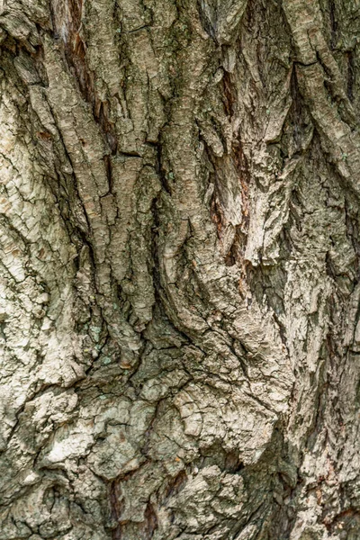 Textura Corteza Madera Gris Oscuro Grietas Profundas — Foto de Stock