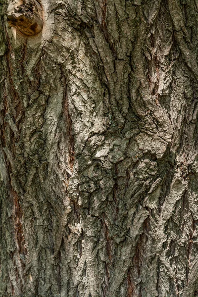 Текстура Коры Дерева Темно Серый Глубокие Трещины — стоковое фото