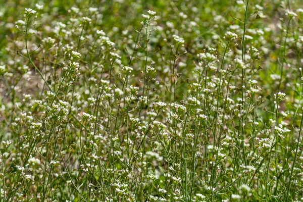 Küçük Beyaz Çiçekli Yeşil Çimenler Doğa Çiçekli Tarla — Stok fotoğraf