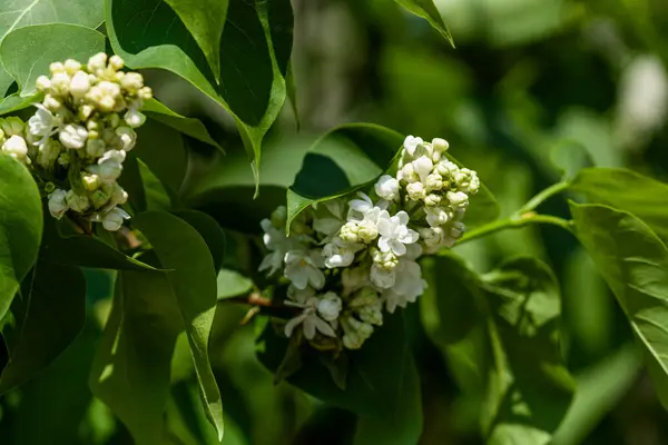 Floraison Printemps Petites Fleurs Blanches Sur Les Branches — Photo