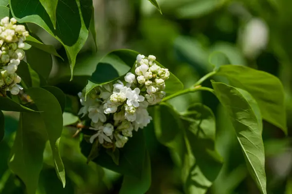 Baharda Çiçek Açan Ağaçlar Dallarda Küçük Beyaz Çiçekler — Stok fotoğraf