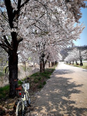 Mapo Bölgesi 'ndeki Han Nehri Parkı 2020 Nisan' ında kiraz çiçeği mevsiminde.