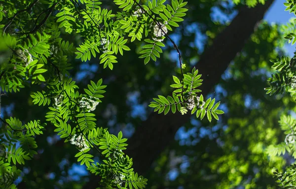 Folhas verdes no céu azul — Fotografia de Stock