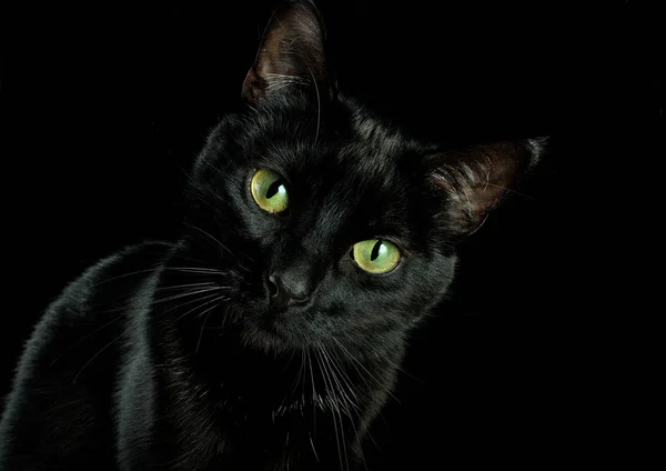 Gato Preto Olhando Com Olhos Abertos — Fotografia de Stock