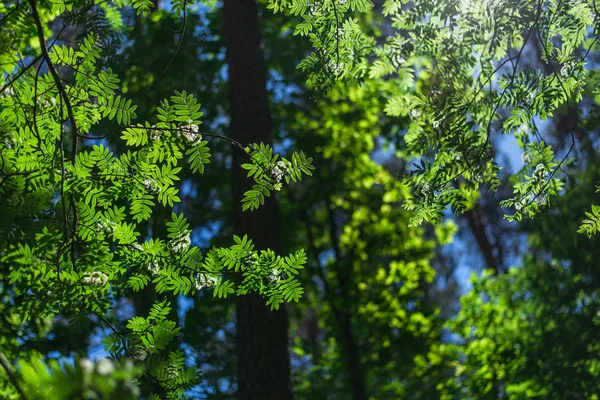 Grüne Blätter am blauen Himmel — Stockfoto