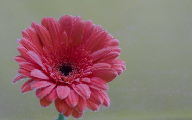 Çiçek hava kabarcıkları ile kaplıdır. Gri bir arka plan üzerinde kırmızı gerbera.