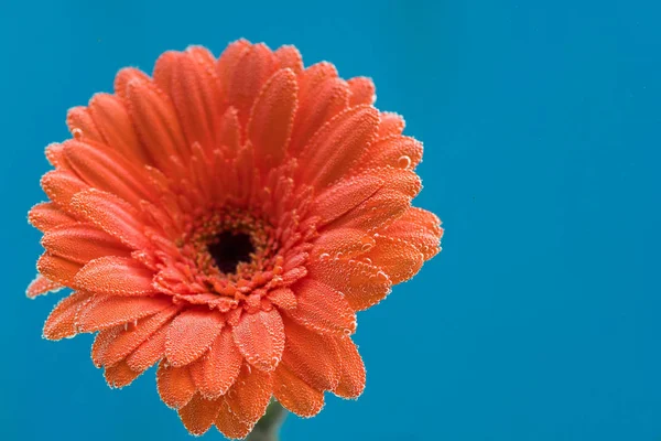 The flower is covered with air bubbles. Orange gerbera on a blue background.