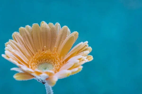 The flower is covered with air bubbles. Yellow gerbera on a gray background.