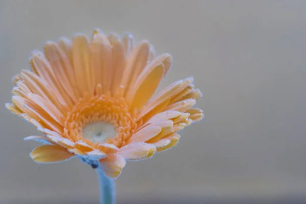 Квітка Вкрита Повітряними Бульбашками Жовта Гербера Сірому Фоні — стокове фото
