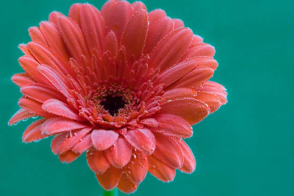 The flower is covered with air bubbles. Red gerbera on a green background.