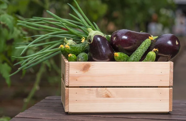 Frisches Gemüse Einer Kiste Einem Gewächshaus Biohof — Stockfoto