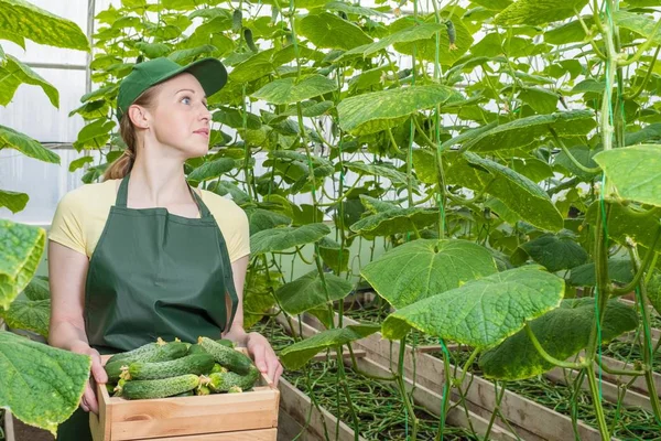 The girl is working in the greenhouse. Portrait of a worker with a crate of fresh cucumbers.