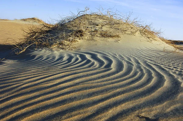 Dalgalar, kum ve ovmak çöl bitkilerde ' Al Khali — Stok fotoğraf