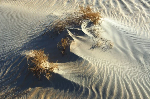 Vagues de sable et de plantes dans le désert de Rub 'Al Khali — Photo