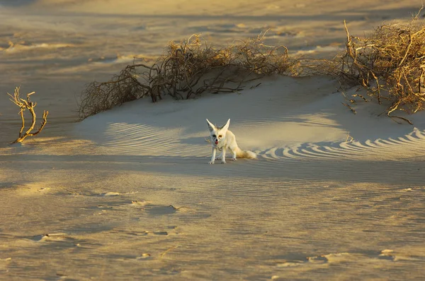 Desert fox in Rub\' Al Khali