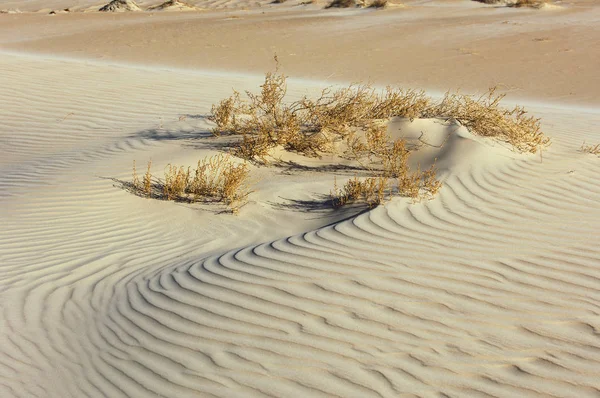 식물을 가진 사막에 있는 모래의 질감 — 스톡 사진