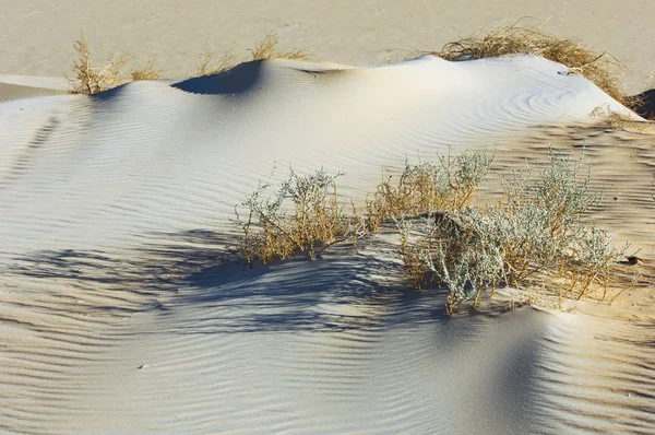 Texture de sable dans le désert avec des plantes — Photo