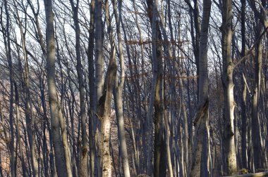 Orman ağaçları geç sonbahar, altın kuru yaprakları ile düşmek