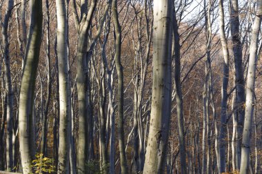 Orman ağaçları geç sonbahar, altın kuru yaprakları ile düşmek