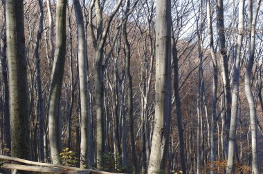Orman ağaçları geç sonbahar, altın kuru yaprakları ile düşmek