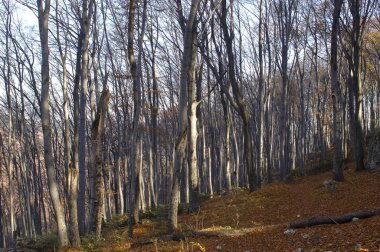 Orman ağaçları geç sonbahar, altın kuru yaprakları ile düşmek